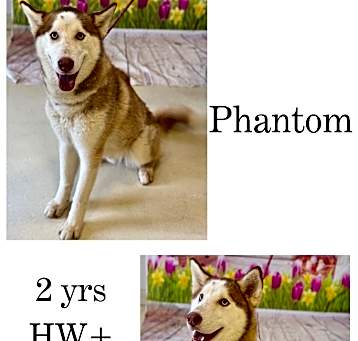 Photo of Phantom