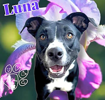 Photo of Luna - Adoption Fee Sponsored.
