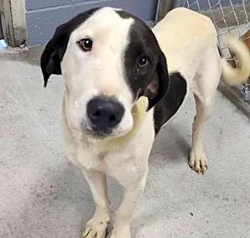 Photo of Pepper (in foster)