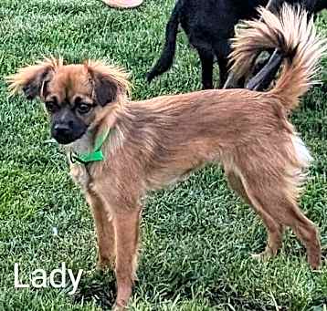 Photo of Lady