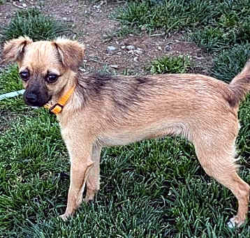 Photo of Bambi