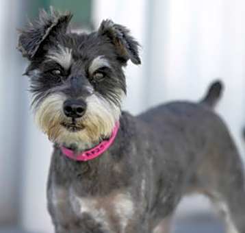 Photo of Josie