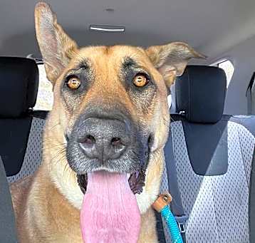Photo of Scooby