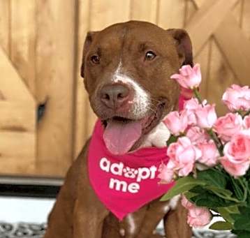 Photo of Ruby