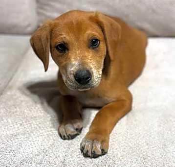 Photo of Oliver