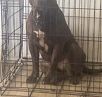 Photo of Zulu