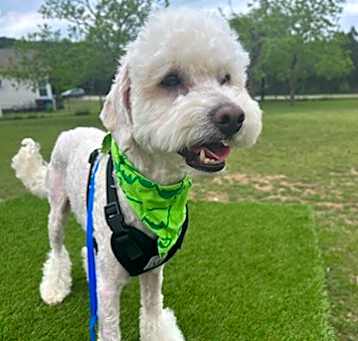 Photo of Brody