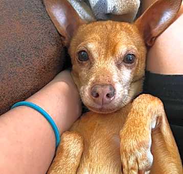 Photo of Ginger
