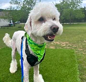 Photo of Brody