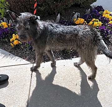 Photo of Taffy