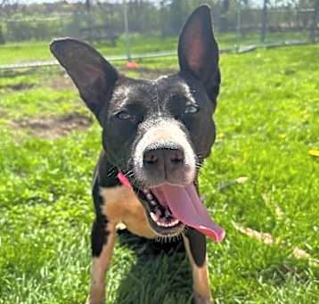 Photo of Stella