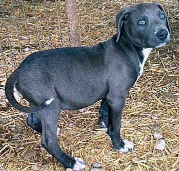 Photo of Lucky