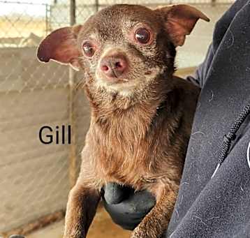 Photo of Gill