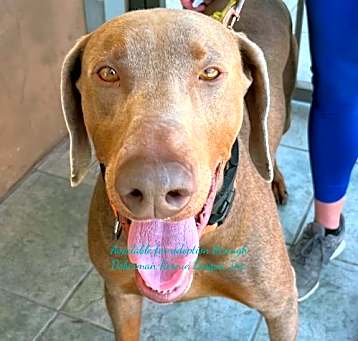 Photo of Tyson 3399