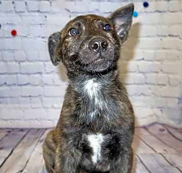 Photo of Randall - In Foster
