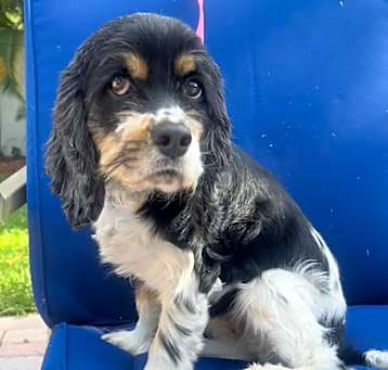 Photo of Roxie