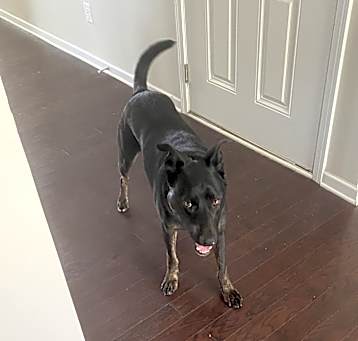 Photo of Pepper