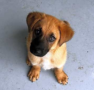Photo of Kovu