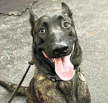 Photo of Rocco