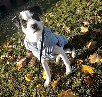 Photo of Milo