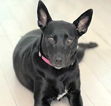 Photo of Violet