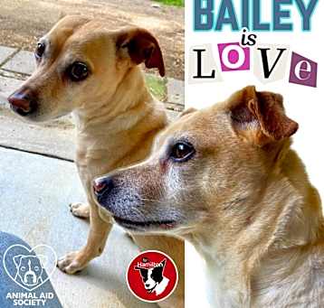Photo of Bailey