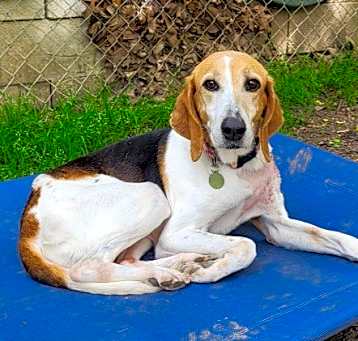 Photo of Penny