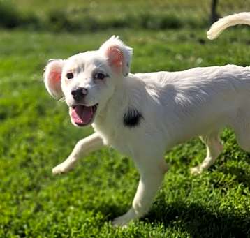Photo of Pico