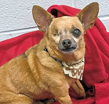 Photo of Buck