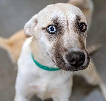 Photo of Bluey 