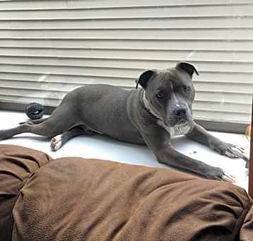 Photo of Dozer