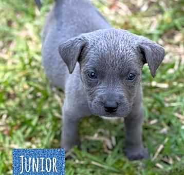 Photo of Junior
