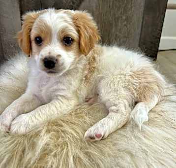 Photo of Puppy - Daisy