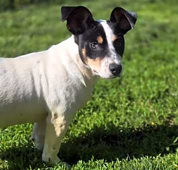 Photo of Poncho