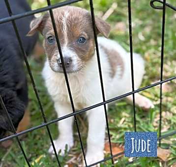 Photo of Jude