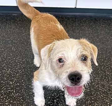 Photo of Scout