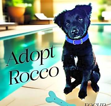 Photo of Rocco