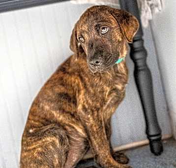 Photo of Calamity Jane 