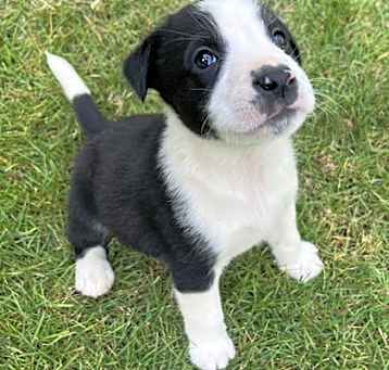 Photo of Indy