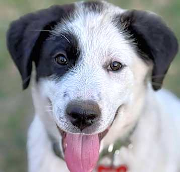 Photo of Peanut Butter Oreo