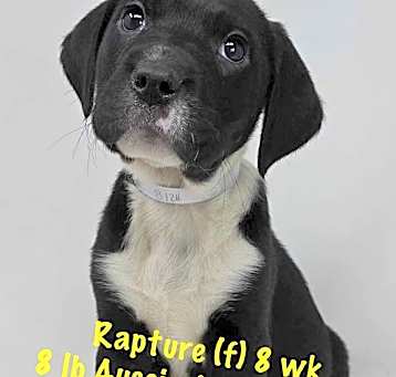 Photo of RAPTURE