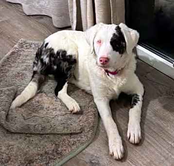 Photo of NALA