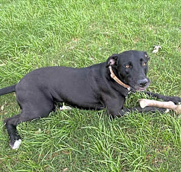 Photo of Olive