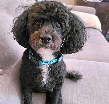 Photo of Bruno