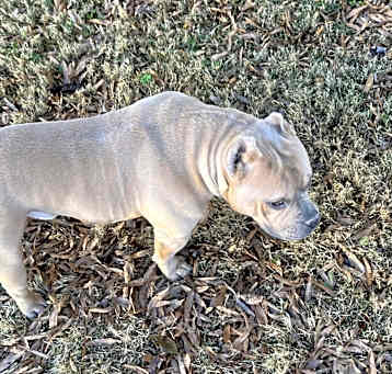 Photo of Blueface