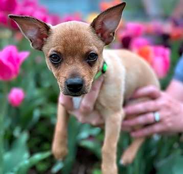 Photo of Peanuts