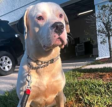 Photo of Krypto