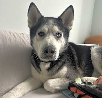 Photo of Cubby