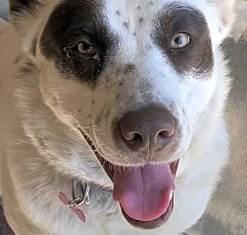 Photo of Athena