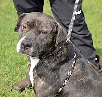 Photo of STAR/URGENT